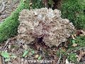 Grifola frondosa-amf1548-2